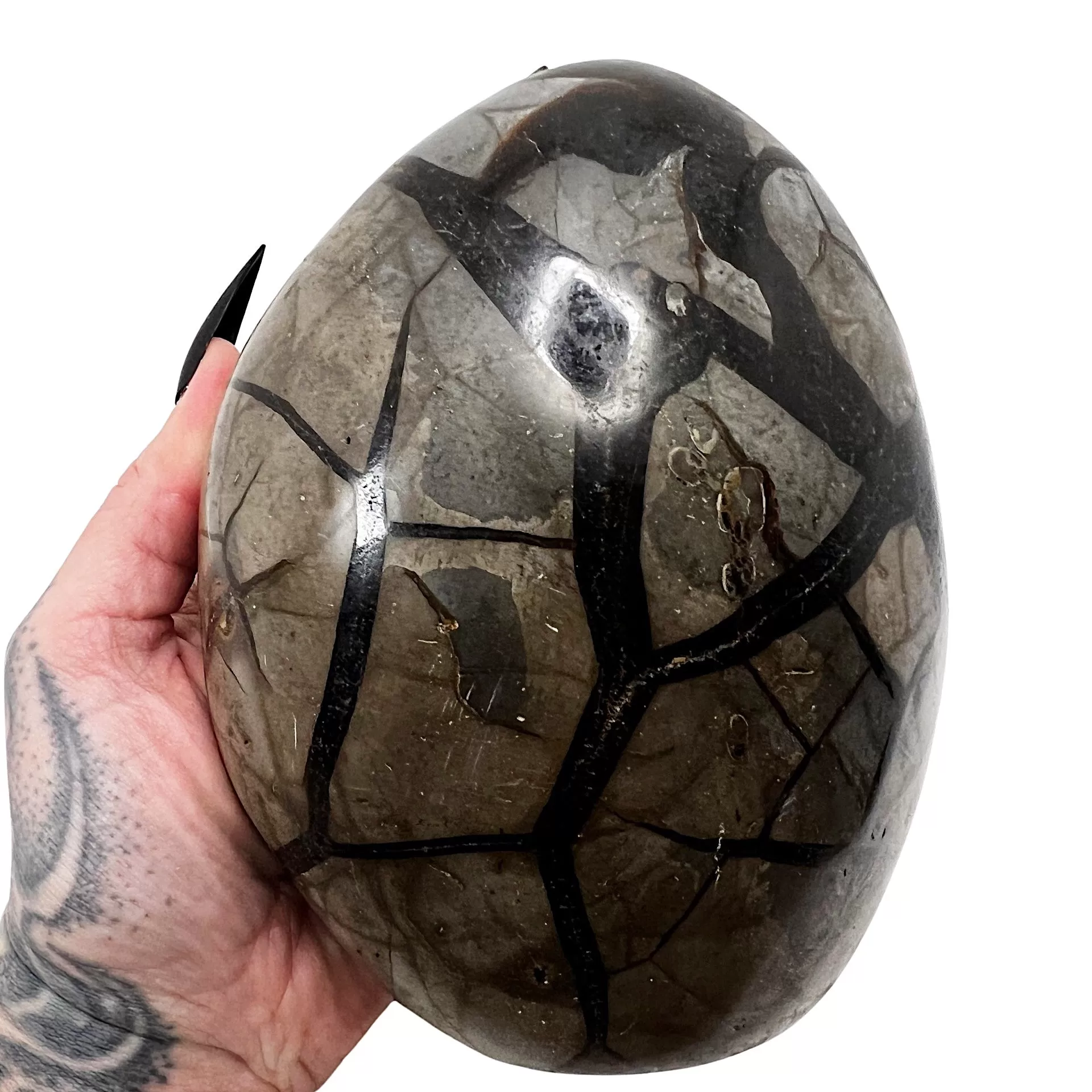 Septarian Dragon's Egg 1 *free shipping*